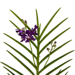 Carica l'immagine nel visualizzatore Galleria, Papilionanda Chao Praya Violet