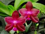 Carica l'immagine nel visualizzatore Galleria, Phalaenopsis Jungo Cherry