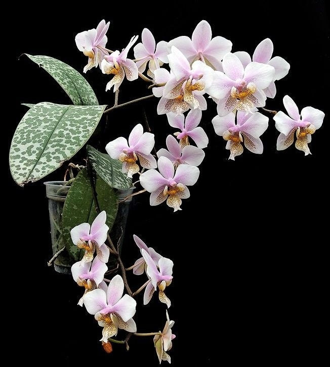 Phalaenopsis Philadelphia - Wiganiae (stuartiana x schilleriana)