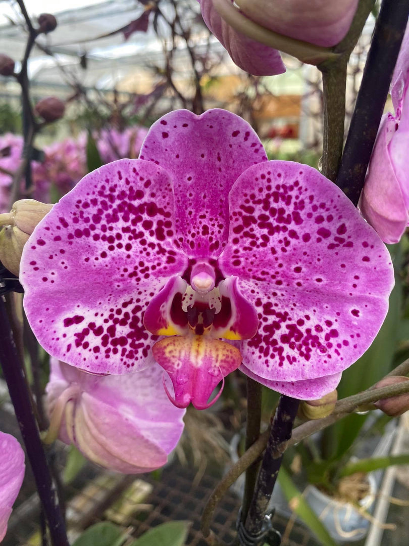 Phalaenopsis Yu Pin Pearl x Sogo Domi