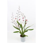 Carica l'immagine nel visualizzatore Galleria, Oncidium Katrin Zoch (Mieke von Holm) Variegata
