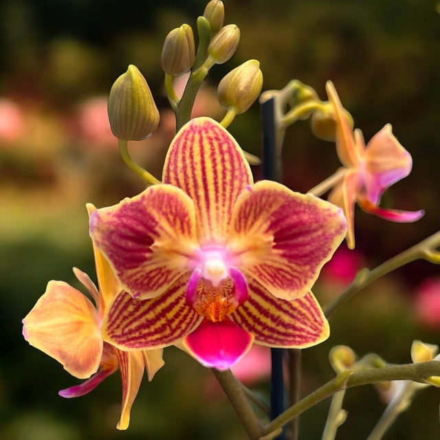 Phalaenopsis Chingruey's Goldstaff - Pelórica