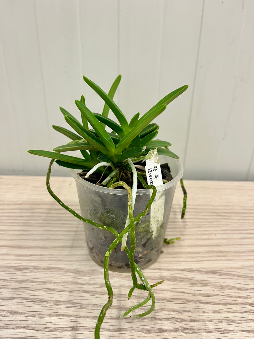 Neofinetia falcata 'Hwangok' 황옥 黃玉 - BIG