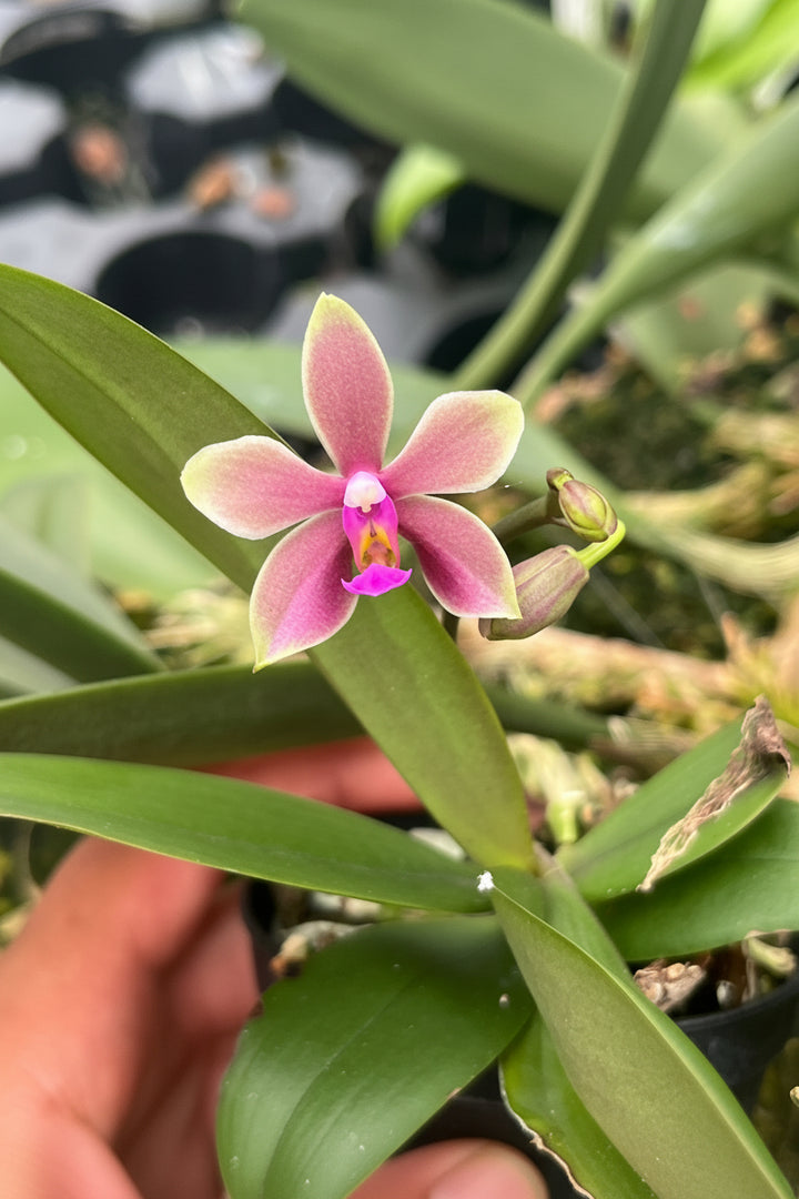 Phalaenopsis honghenensis x violacea