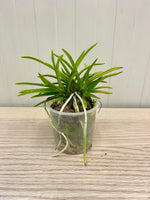 Carica l'immagine nel visualizzatore Galleria, Neofinetia falcata 'Kinyuko' 金幽晃 - BIG