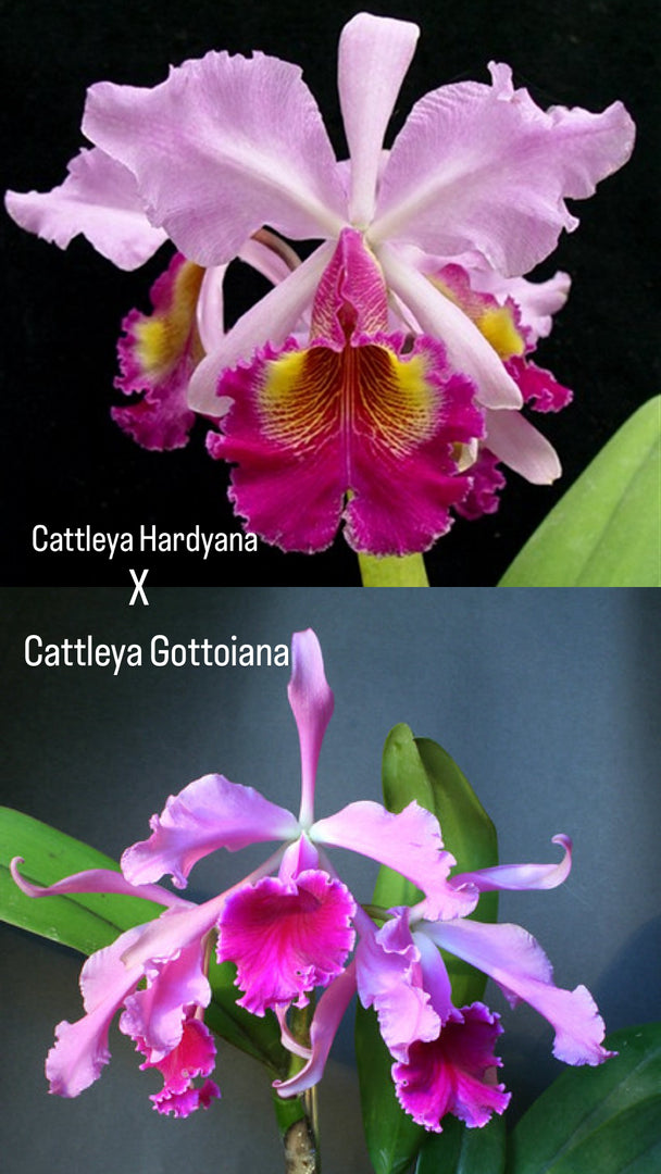 Cattleya Saint Gothard (C. Hardyana x C. Gottoiana)