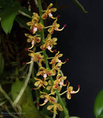 Carica l&#39;immagine nel visualizzatore Galleria, Pteroceras longicalcareum
