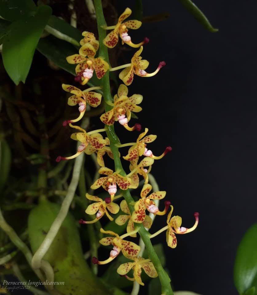 Pteroceras longicalcareum