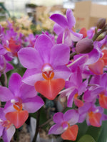 Carica l'immagine nel visualizzatore Galleria, Phalaenopsis Liu's Triprince 'Pink'