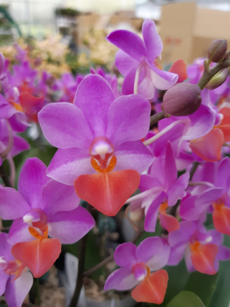 Phalaenopsis Liu's Triprince 'Pink'
