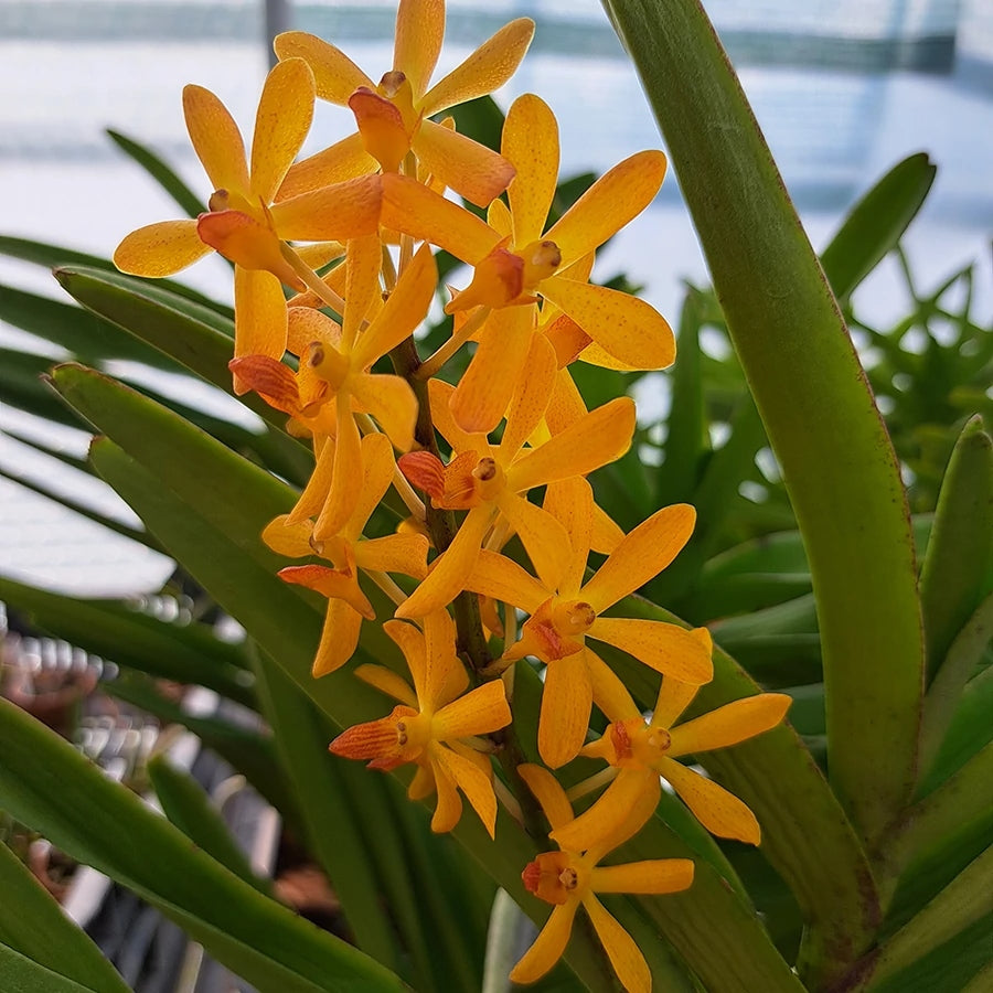Aranda (Ramasamyara) Little Fragrance