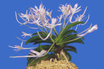 Carica l'immagine nel visualizzatore Galleria, Neofinetia falcata ‘Kutsuwamushi’ 轡虫