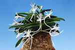 Carica l'immagine nel visualizzatore Galleria, Neofinetia falcata ‘Kutsuwamushi’ 轡虫