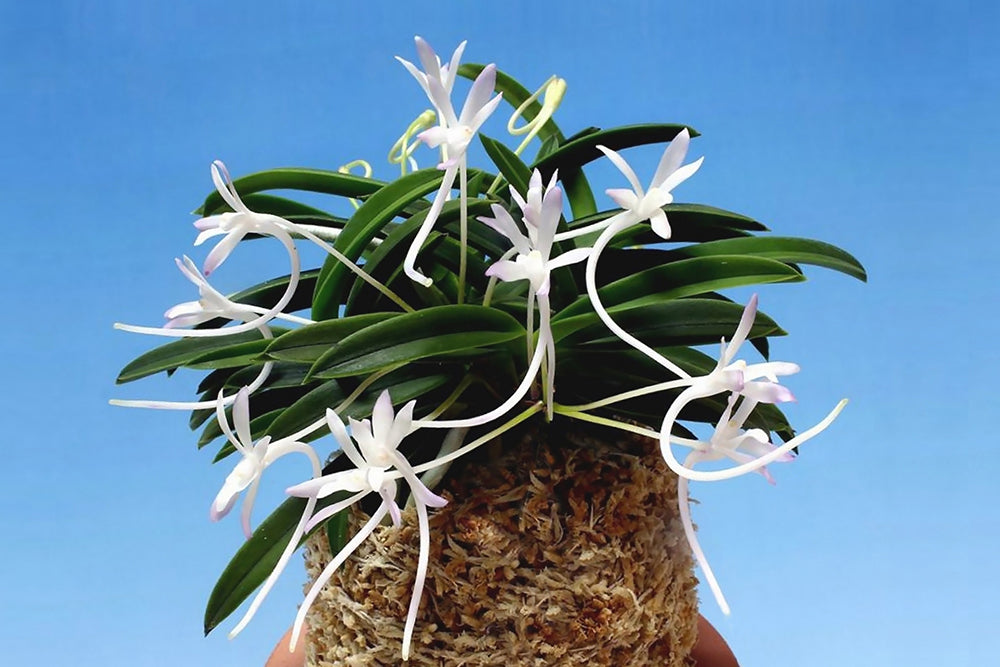 Neofinetia falcata ‘Kutsuwamushi’ 轡虫