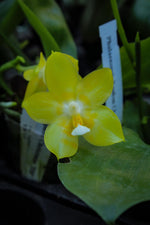 Carica l'immagine nel visualizzatore Galleria, Phalaenopsis Yaphon Christmas '860'