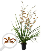 Cymbidium erythraeum