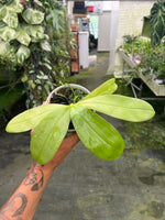 Carica l'immagine nel visualizzatore Galleria, Phalaenopsis violacea var. coerulea