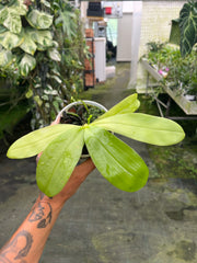Phalaenopsis violacea var. coerulea