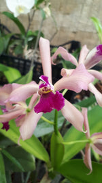 Load image into Gallery viewer, Laelia purpurata x Cattleya porphyroglossa