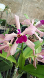 Load image into Gallery viewer, Laelia purpurata x Cattleya porphyroglossa