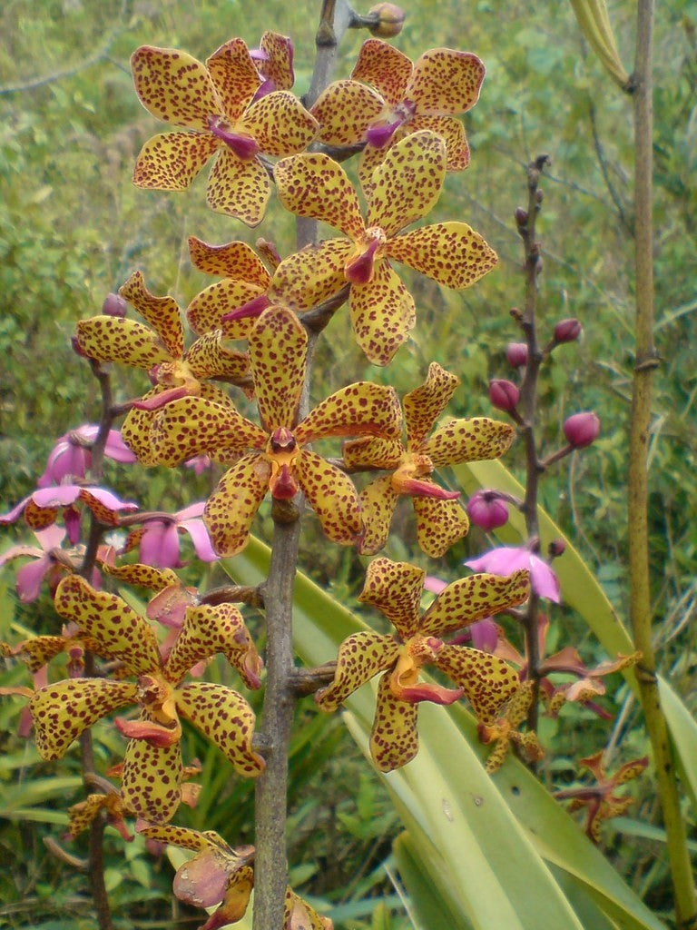 Vandopsis lissochiloides