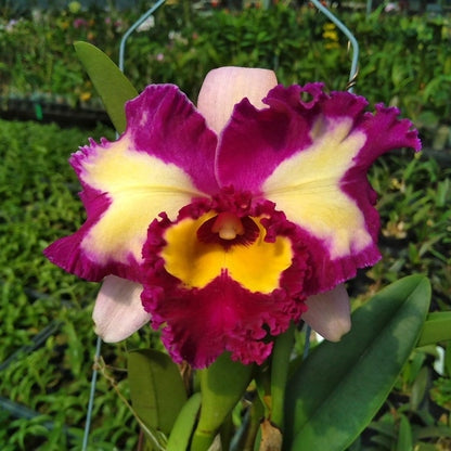 Rlc. Chinese Beauty 'Orchid Queen' AM/AOS
