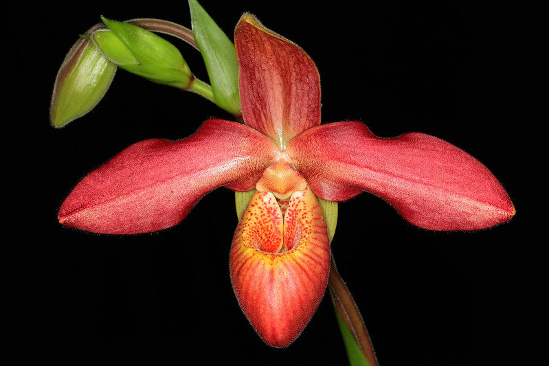 Phragmipedium Memoria Dick Clements (Phrag. bessae x Phrag. sargentianum)