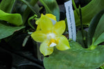 Carica l'immagine nel visualizzatore Galleria, Phalaenopsis Yaphon Christmas '860'