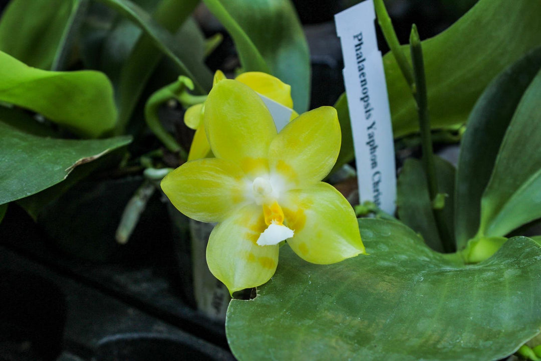 Phalaenopsis Yaphon Christmas '860'