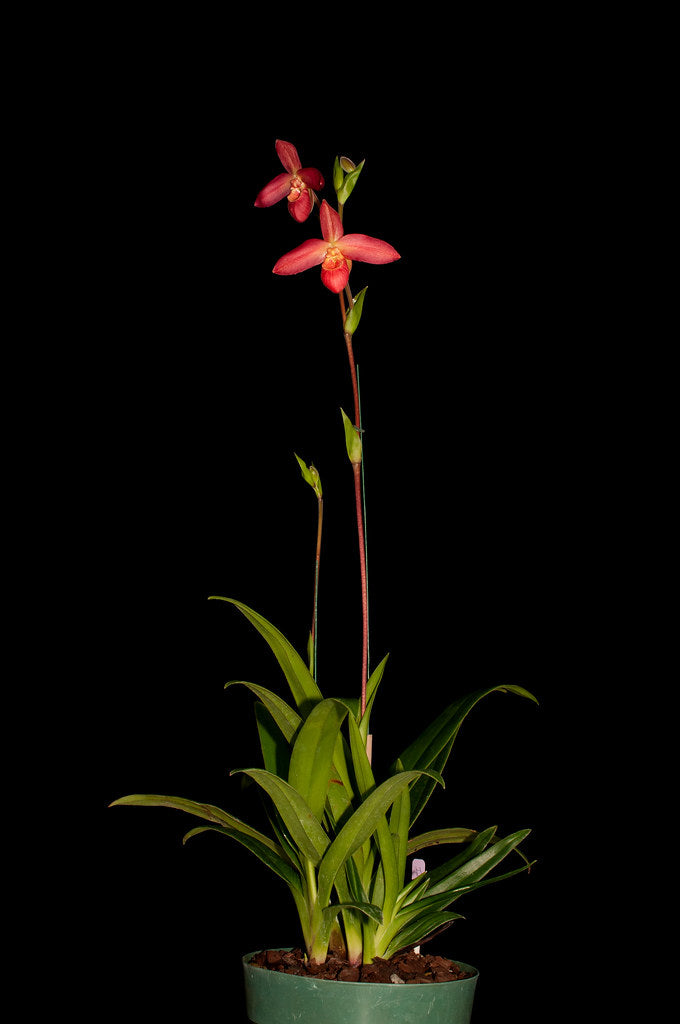 Phragmipedium Memoria Dick Clements (Phrag. bessae x Phrag. sargentianum)
