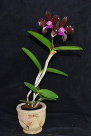 Cattleya leopoldii syn. tigrina 'Gil' - Brazil Import