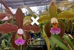 Load image into Gallery viewer, Cattleya aclandiae type 'Sakamoto' - Br Orquidea