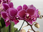 Carica l&#39;immagine nel visualizzatore Galleria, Phalaenopsis Chia E Yenlin (NON variegata)
