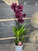 Carica l'immagine nel visualizzatore Galleria, Dendrobium Thailand Black (Dendrobium Phalaenopsis)