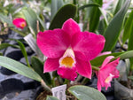 Carica l'immagine nel visualizzatore Galleria, Cattlianthe Chief Berry 'Berry' (Ctt. Sunrise Doll × C. Love Castle)