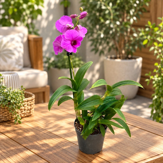 Dendrobium Arcadia Ruby (Dendrobium Phalaenopsis)