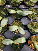 Carica l'immagine nel visualizzatore Galleria, Phalaenopsis gigantea