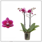 Carica l&#39;immagine nel visualizzatore Galleria, Phalaenopsis Chia E Yenlin (NON variegata)

