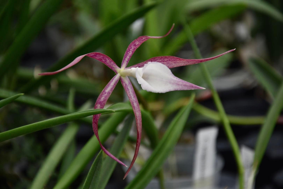 Brassocattleya C. araguaiensis × B. cucullata