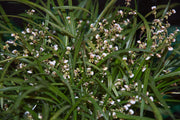 Sigmatostalix radicans
