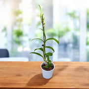 Dendrobium Burana Racha