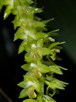 Load image into Gallery viewer, Dendrochilum abbreviatum