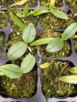 Load image into Gallery viewer, Phalaenopsis finleyi