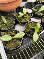 Load image into Gallery viewer, Phalaenopsis lindenii
