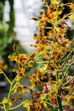Carica l'immagine nel visualizzatore Galleria, Dendrobium Spatulata Hybrid