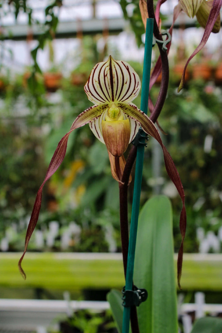 Paphiopedilum philippinense 'Perfecto' x Johanna Burkhardt 'Sam's Choice' FCC/AOS - Orchid Inn, Ltd.