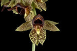 Carica l'immagine nel visualizzatore Galleria, Catasetum sanguineum