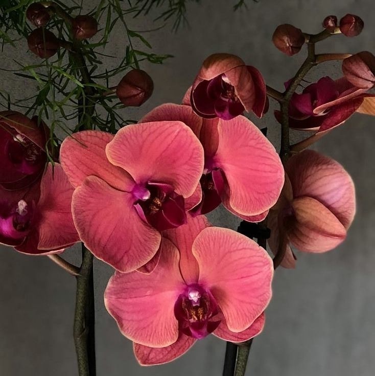 Phalaenopsis Asian Coral