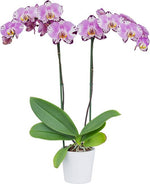 Carica l&#39;immagine nel visualizzatore Galleria, Phalaenopsis Art Nouveau
