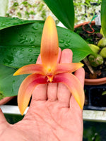 Chargez l'image dans la visionneuse de galerie, Bulbophyllum Wilbur Chang x sumatranum 'Red'